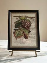Framed Italian parchment: Muscat rouge