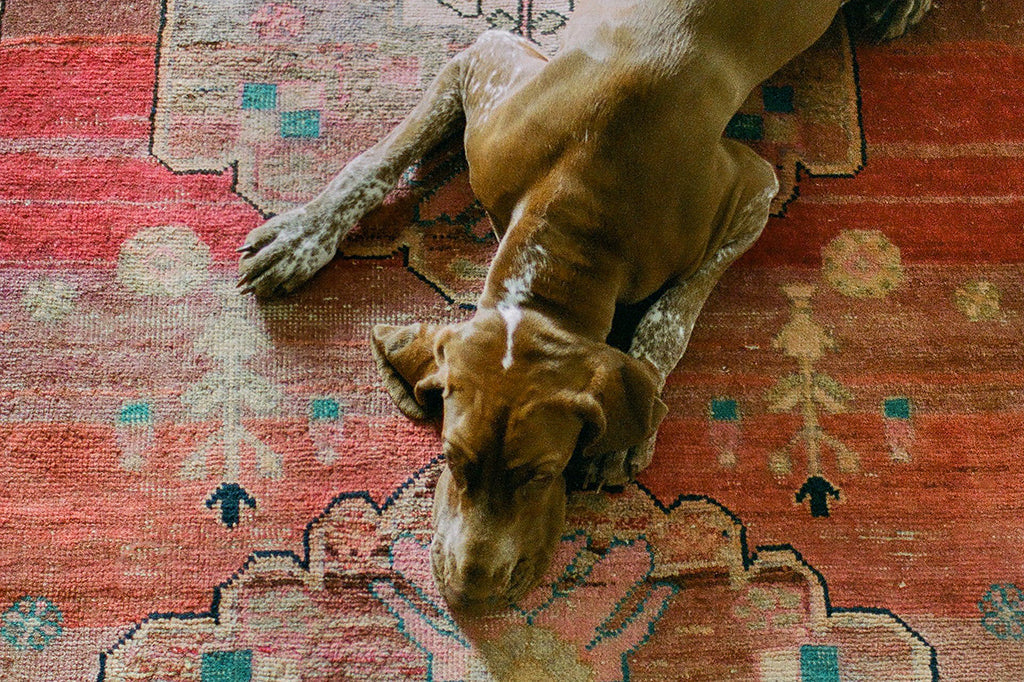 Beppe the bulldog on an antique Persian runner