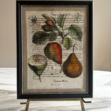 Framed Italian parchment: Martin sec