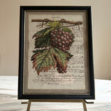 Framed Italian parchment: Muscat rouge