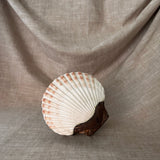 Vintage clamshell trinket box